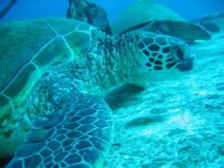 Hawaiian Green Turtle at rest on wheelhouse of St Anthony... by Ian Mcgraw 